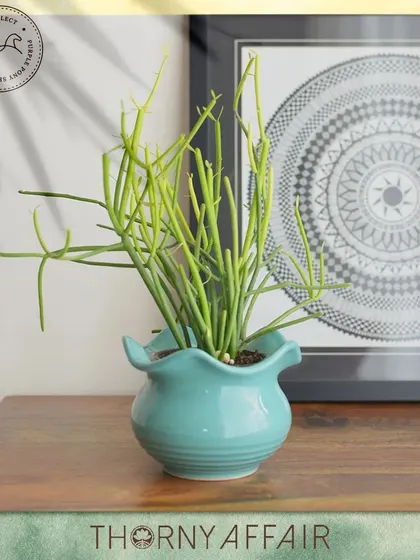 A charming ceramic planter with a ruffled edge, finished in a soft turquoise glaze. Its playful design is perfect for adding a touch of personality to your decor.