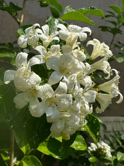 A healthy cluster of blooming Madukamini. With the right balance of sun and water, you can enjoy these beautiful flowers and their intoxicating scent for a long time.