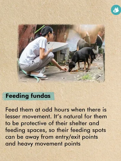Feeding community dogs responsibly is crucial for peaceful coexistence. This tip suggests feeding at odd hours to avoid conflict and choosing spots away from heavy foot traffic to respect both the dogs' and residents' space.