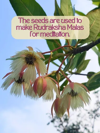 The beautiful flowers of the Rudraksha tree. The seeds from these flowers are traditionally used to make malas, or prayer beads, which aid in concentration and focus during meditation.
