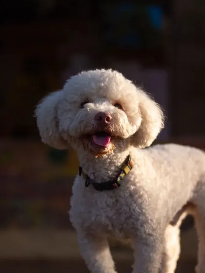 The perfect smile from a happy, well-cared-for Poodle. This is the result of a stress-free environment.
