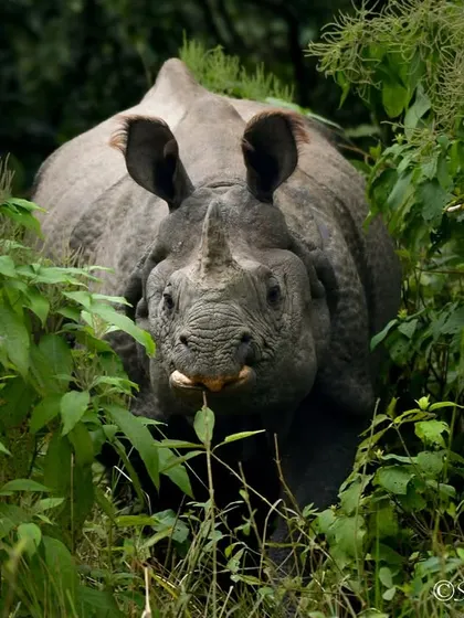 Peeking through the dense greenery of Dudhwa, this Greater One-horned Rhino appeared like an ancient guardian of the forest. Its vulnerable conservation status makes sightings like this even more profound. My goal is to capture the dignity of these giants.