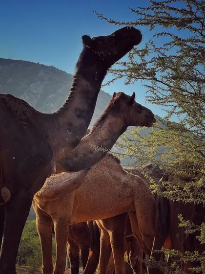Two camels feeding on a tree, with the rugged hills of Rajasthan in the background.