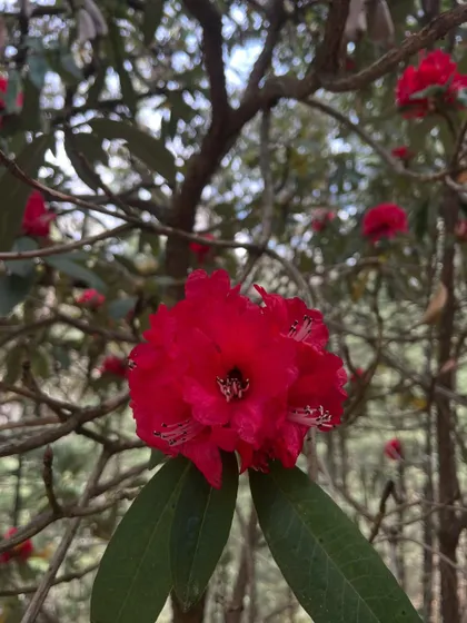 A close-up of a vibrant red rhododendron flower, a beautiful sight during our spring retreats in the Himalayas.