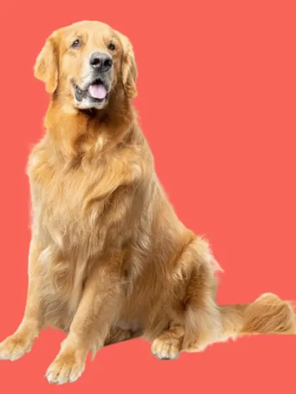 I work with all kinds of wonderful dogs, including this beautiful Golden Retriever. Book a session and let me bring the salon to you.