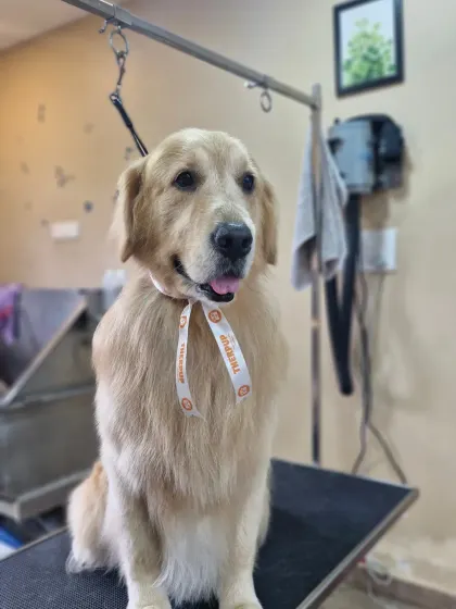 Another gorgeous Golden Retriever client. I love working with this breed and helping them maintain their stunning coats.