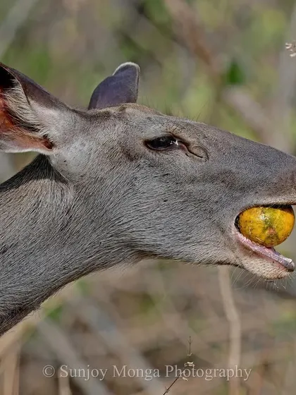 The hard, woody shell of a Bael fruit is no match for the powerful jaws of a Sambar deer. It was quite a sight to watch this large deer break open the fruit to get at the nutritious pulp inside, a fascinating trial of life in the Central Indian wilds.