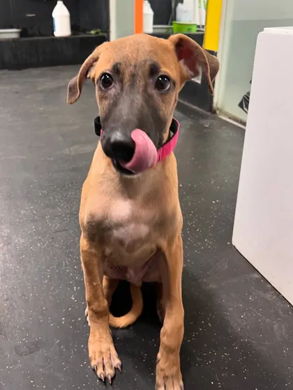 Look at this face! This is the little pup who was dumped and is now safe with us. He has the sweetest temperament and is friendly with everyone. Finding him a loving family is our top priority.