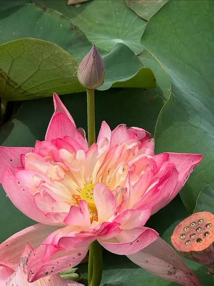 A magnificent lotus in full bloom, showcasing its intricate layers of petals. This is a symbol of the beauty and complexity of nature's healing power.