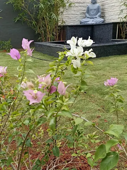 A close-up of the bougainvillea flowers in the garden, with the lawn and water feature visible in the background. I always include flowering plants to add color and attract pollinators.