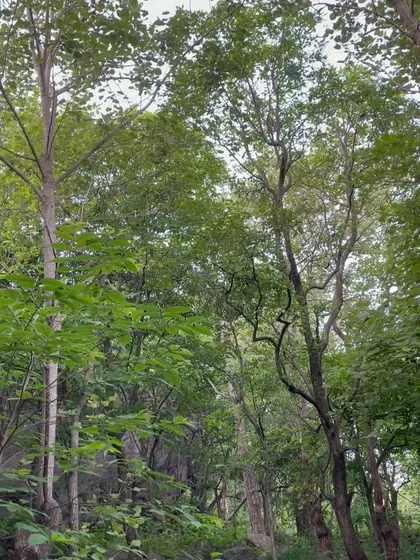 The lush forest at the base of the Hosadurga crag. Developing new areas allows us to explore and appreciate these beautiful environments.