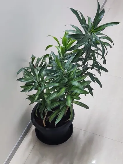 A green Dracaena plant delivered to a corporate client. We ensure all our rental plants are healthy and well-suited for the office environment.