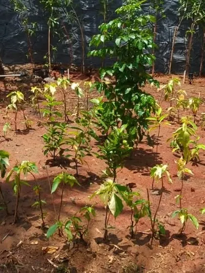 A garden full of new life. Planting a variety of trees and shrubs helps create a balanced ecosystem and provides shade.