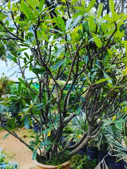 This is a large, mature potted tree, perfect for making a statement on a terrace or in a large garden space. I can help you choose the right large plants for your needs.
