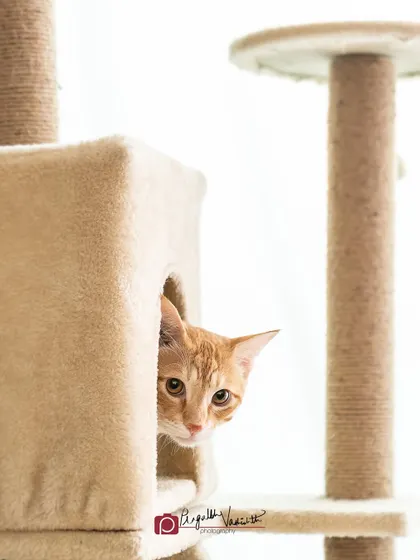 A shy ginger cat peeking out from his cat tree condo. Patience is key in cat photography to make them feel safe and comfortable.