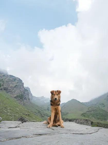 A young sheepdog puppy in the Himalayas, looking regal against the vast mountain scenery. Even as puppies, they have a commanding presence.