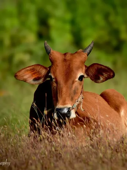 A beautiful Indian cow resting peacefully in a field of grass. There is a quiet dignity and calm about them that I love to capture.