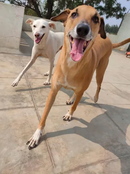 Two happy hounds racing towards the camera. The bond between our guests is a joy to watch and foster.