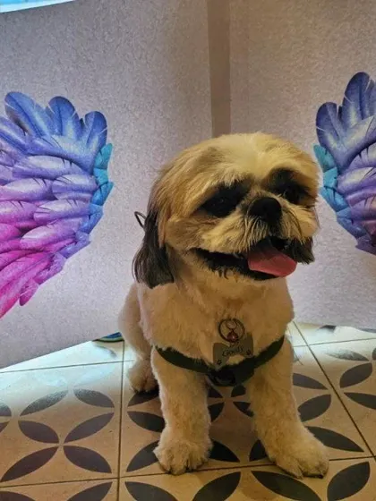 The rainy season requires extra care for your pet's paws. This cute photo comes with a reminder to keep paws clean and dry to prevent infections.