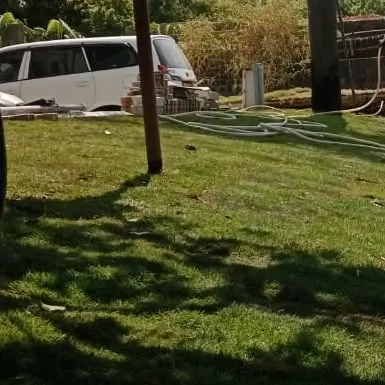 Installation of a new Mexican grass lawn. The shadows from the trees show how this grass can handle partial shade.