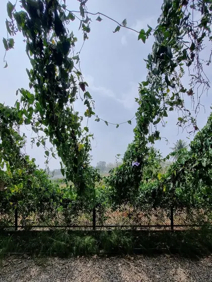 Visiting a site after a year, it is wonderful to see the plants thriving. The climbing vines have now created a lush green archway, a testament to the power of patience and good design.