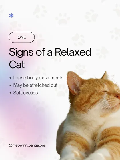 How can you tell if your cat is relaxed? Look for loose body movements and soft eyelids. A relaxed cat is a happy cat.