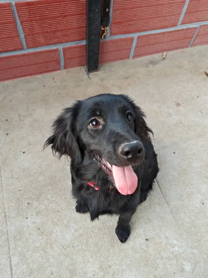 This sweet black dog with a pink tongue is a picture of pure joy. My goal is to make every dog feel comfortable, safe, and loved during their stay.