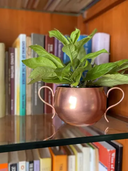 Bookshelves are a wonderful place to display smaller plants. This mini copper planter with delicate handles fits perfectly on a glass shelf, adding a touch of green amongst the books.
