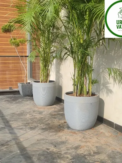 Two large Areca Palms perfectly placed in modern grey pots, adding a touch of green elegance to this balcony corner.