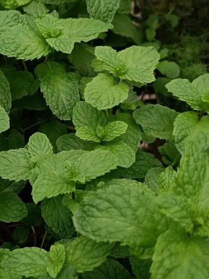 A lush patch of fresh mint. Its invigorating aroma fills the pod, and it's one of the many herbs we supply for culinary and beverage applications.