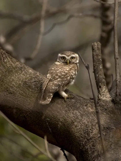 A Spotted Owlet looking directly at the camera from its perch on a thick branch.