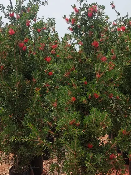 A row of healthy Bottlebrush shrubs, ideal for creating an informal, flowering hedge.