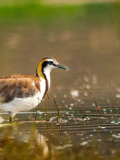 The Pheasant-tailed Jacana in its non-breeding plumage. Its incredibly long toes allow it to walk on floating vegetation like lily pads.