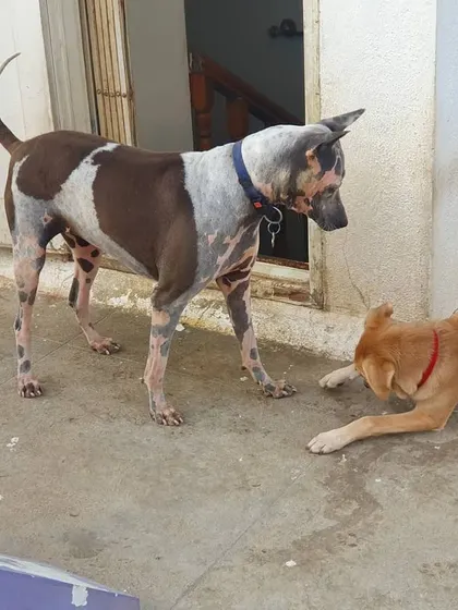 A younger dog showing deference and a desire to play with an adult dog. This is a great example of healthy social dynamics.