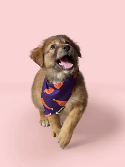 Look at this cuddly face! This is sweet little Daffy, a rescue puppy, captured in a simple studio shot that highlights his fluffy coat and adorable, happy expression.