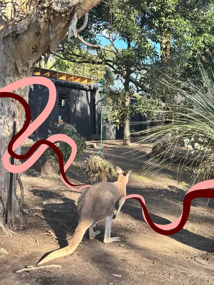 A kangaroo at the zoo gets a little artistic flair with some abstract red and pink lines.