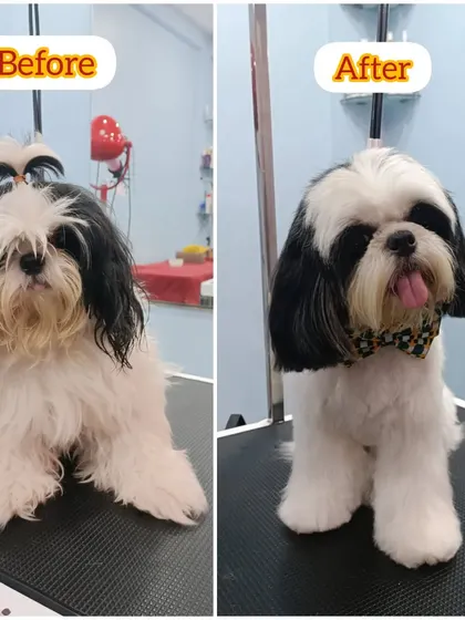 Oreo the Shih Tzu's before and after. A clean face and a neat body trim make him look sharp and feel great.