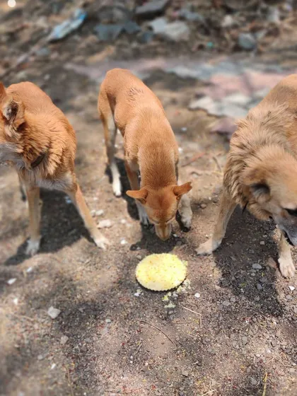 These adorable dogs are taking turns to eat from the same plate. I've named them the Viman Sena, and they teach me about patience and community every day.