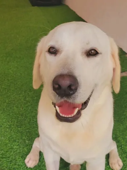 A senior white Labrador, wise and gentle.