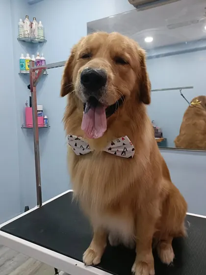 Alfie the Golden Retriever, a good boy who always falls asleep at the end of his grooming session.