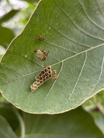 A sign of a healthy ecosystem. A paper wasp builds its nest on the leaf of a native plant in the Badshahpur Forest Corridor, a narrow stretch of wilderness teeming with life.