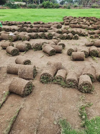 A field full of harvested Mexican grass turf, ready for bulk orders.