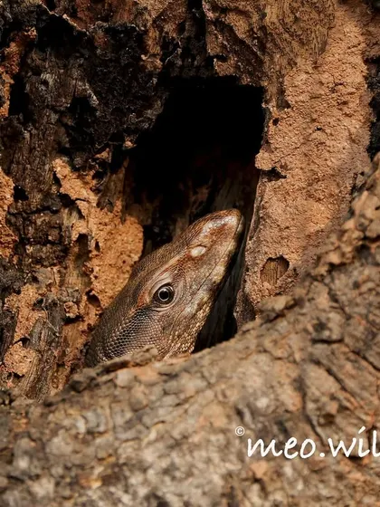 You have to keep your eyes peeled out in the wild. I almost missed this Indian Monitor Lizard completely hidden in a tree hollow. The thrill of spotting a creature so perfectly camouflaged and capturing its curious peek is exactly why I love what I do.