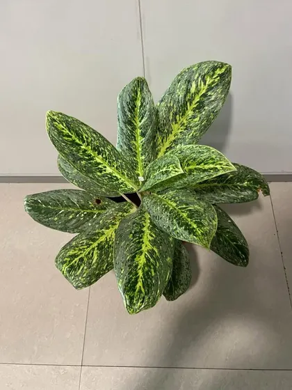 A stunning Aglaonema variety with unique speckled leaves, seen from above.