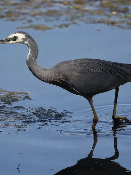 A White-faced Heron, a species found across Australia and New Zealand. It looks similar to the Grey Heron common in Asia but has its own unique features, including the distinct white face.