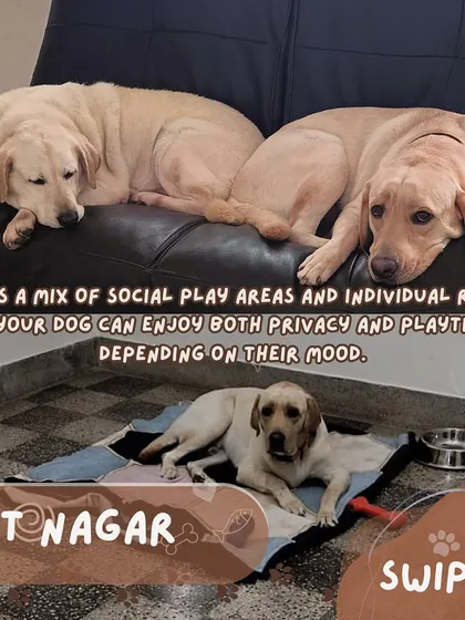 The RT Nagar center offers a mix of social play areas and individual rooms. This flexibility allows your dog to enjoy both privacy and playtime, depending on their mood.
