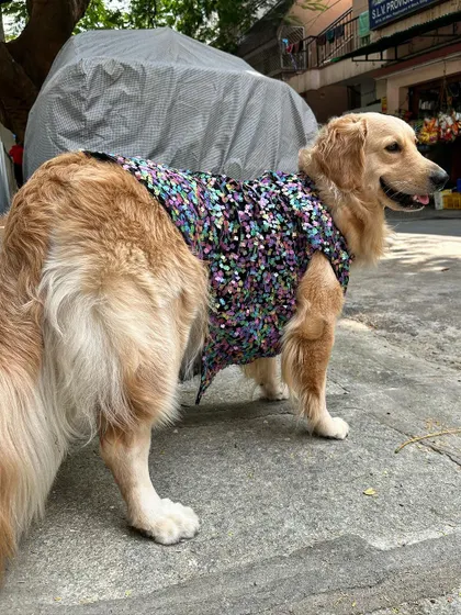 This standing pose really shows off the custom fit along the dog's back and sides. No 'jugaad' sizing here, just precise, hand-tailored work to make your pet look their best.