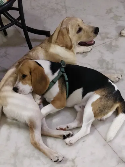 Best buddies Leo and Kenzo are inseparable. Even when they are resting, they have to be close to each other. This is the kind of friendship we love to see blossom at our homestay.