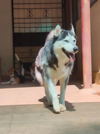 A majestic Husky taking a confident stroll through the facility. We have plenty of experience with northern breeds.