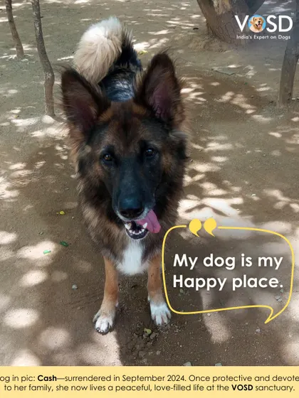 Cash was surrendered to us in September 2024. Once a protective family dog, she now lives a peaceful, love-filled life at the sanctuary.
